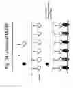 Fig. 25 - Unstructured recombinant polymers and uses thereof