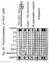 Fig. 29 - Unstructured recombinant polymers and uses thereof