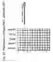 Fig. 44 - Unstructured recombinant polymers and uses thereof