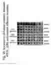 Fig. 46 - Unstructured recombinant polymers and uses thereof