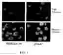 Fig. 02 - Compositions and methods for lipoprotein uptake assays