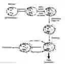 Fig. 01 - Imaging of enzyme activity