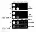 Fig. 12 - Imaging of enzyme activity