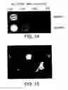Fig. 16 - Imaging of enzyme activity