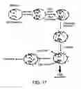 Fig. 23 - Imaging of enzyme activity
