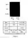 Fig. 27 - Imaging of enzyme activity