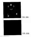 Fig. 28 - Imaging of enzyme activity