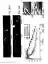 Fig. 32 - Imaging of enzyme activity