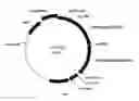 Fig. 01 - Stably Maintained Multiple Copies of at Least Two Orf in the Same Orientation