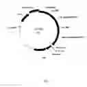 Fig. 02 - Stably Maintained Multiple Copies of at Least Two Orf in the Same Orientation