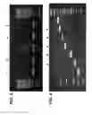 Fig. 03 - Ambient Temperature Stable Kits for Molecular Diagnostics