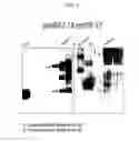 Fig. 05 - Stable mutated pro nerve growth factors