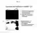 Fig. 06 - Stable mutated pro nerve growth factors