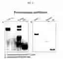 Fig. 07 - Stable mutated pro nerve growth factors