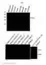 Fig. 10 - Stable mutated pro nerve growth factors
