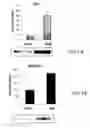 Fig. 02 - Biological Marker for Inflammation