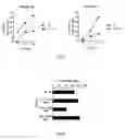 Fig. 07 - Peptide Derived From Hepatitis C Virus