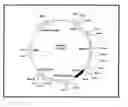 Fig. 01 - Genotoxicity Testing