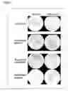 Fig. 04 - Genotoxicity Testing