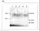 Fig. 08 - Genotoxicity Testing