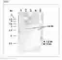 Fig. 09 - Genotoxicity Testing