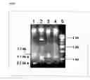 Fig. 10 - Genotoxicity Testing