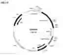 Fig. 16 - Genotoxicity Testing