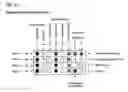 Fig. 31 - Genotoxicity Testing