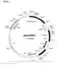 Fig. 33 - Genotoxicity Testing