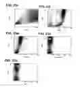 Fig. 37 - Procurement, isolation and cryopreservation of maternal placental cells