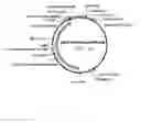 Fig. 01 - Transgene expression in a avians