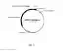 Fig. 08 - Transgene expression in a avians