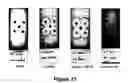 Fig. 12 - Antibody production method