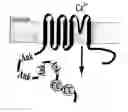 Fig. 01 - Transient receptor potential channel TRPM8 and its use