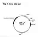 Fig. 02 - PROCESS FOR THE FERMENTATIVE PRODUCTION OF PROTEINS