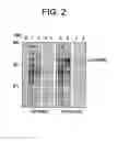 Fig. 08 - Method of designing synthetic nucleic acid sequences for optimal protein expression in a host cell