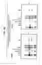 Fig. 12 - Method of designing synthetic nucleic acid sequences for optimal protein expression in a host cell