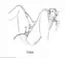 Fig. 07 - Method for Vaginal Skin Biomechanical Evaluation
