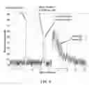 Fig. 06 - ACCURACY LUMEN SIZING AND STENT EXPANSION