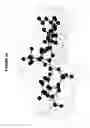 Fig. 08 - Conformation-activity relationship of apoptosis-inducing phosphodiester oligonucleotides