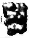 Fig. 09 - Conformation-activity relationship of apoptosis-inducing phosphodiester oligonucleotides
