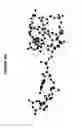 Fig. 40 - Conformation-activity relationship of apoptosis-inducing phosphodiester oligonucleotides