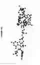 Fig. 41 - Conformation-activity relationship of apoptosis-inducing phosphodiester oligonucleotides
