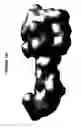Fig. 44 - Conformation-activity relationship of apoptosis-inducing phosphodiester oligonucleotides