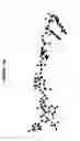 Fig. 46 - Conformation-activity relationship of apoptosis-inducing phosphodiester oligonucleotides