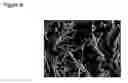 Fig. 15 - Production of recombinant human collagen