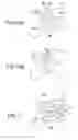 Fig. 11 - TIMEPIECE