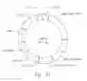 Fig. 13 - METHODS AND MICROORGANISMS FOR FORMING FERMENTATION PRODUCTS AND FIXING CARBON DIOXIDE