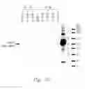 Fig. 15 - METHODS AND MICROORGANISMS FOR FORMING FERMENTATION PRODUCTS AND FIXING CARBON DIOXIDE