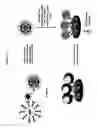 Fig. 04 - Non-nucleic acid based biobarcode assay for detection of biological materials